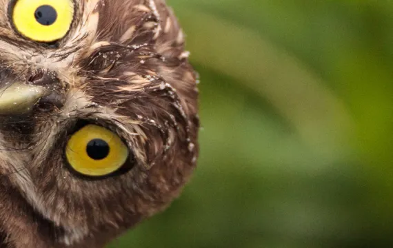Owl looking curious
