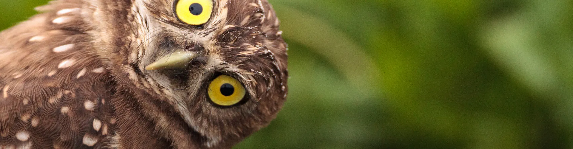 Owl looking curious