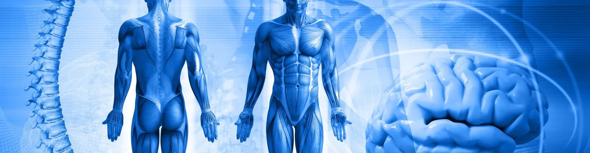 human body