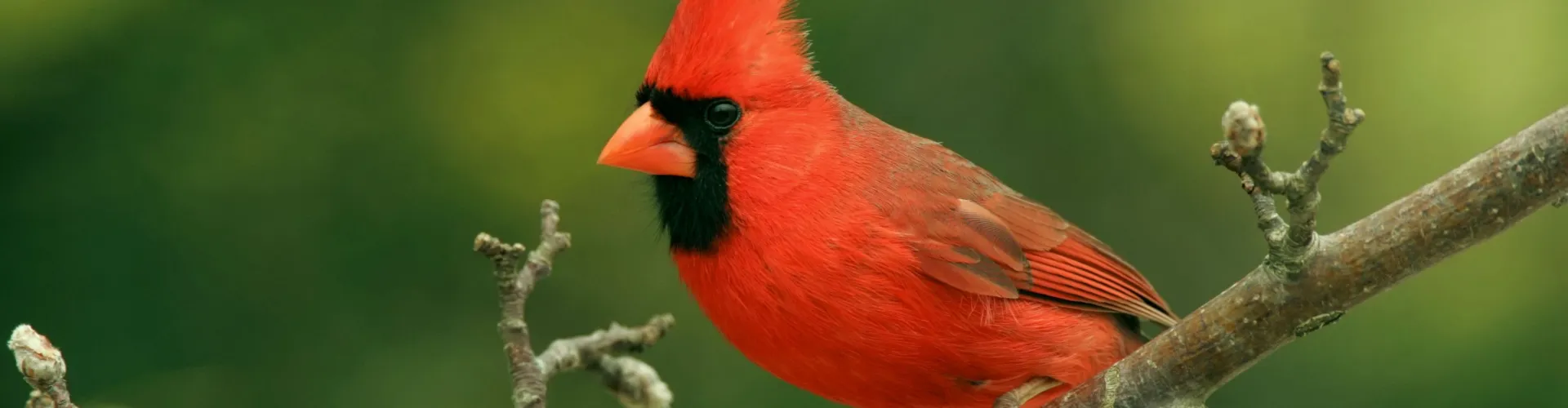 cardinal on a limb