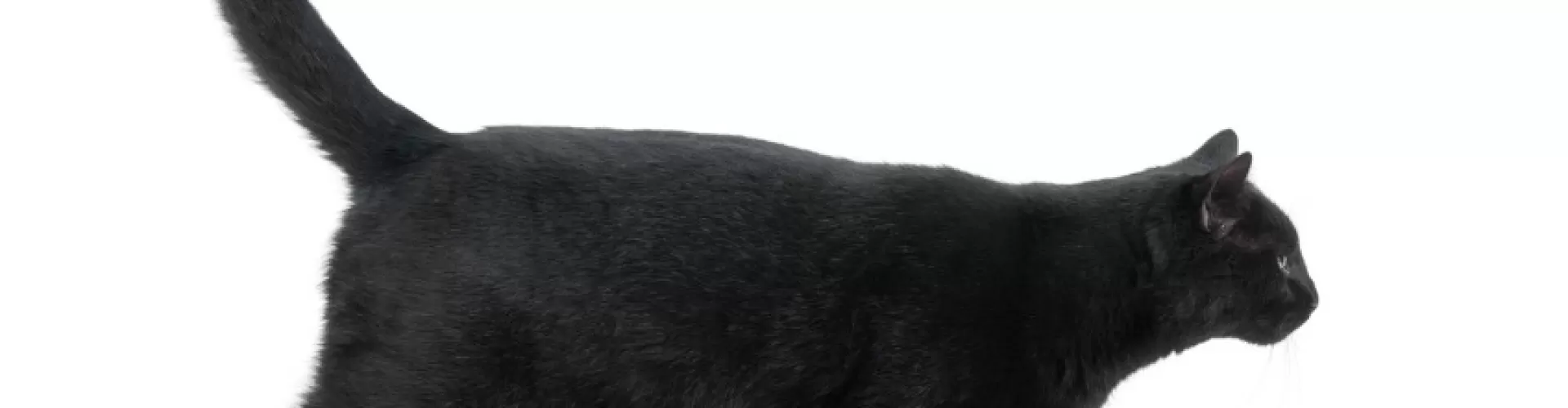 Side view of a black cat walking