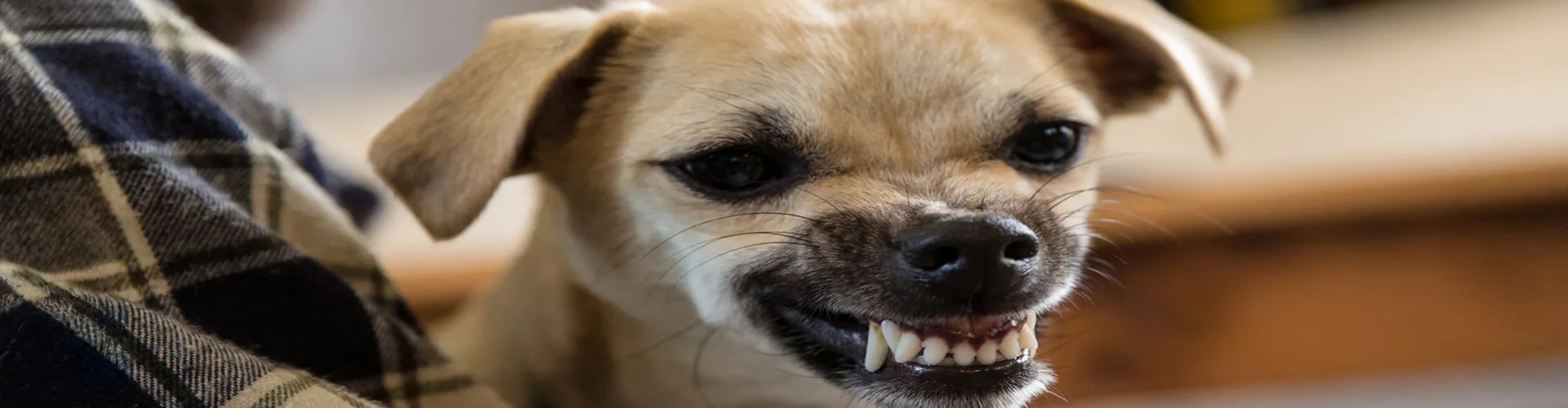 snarling dog