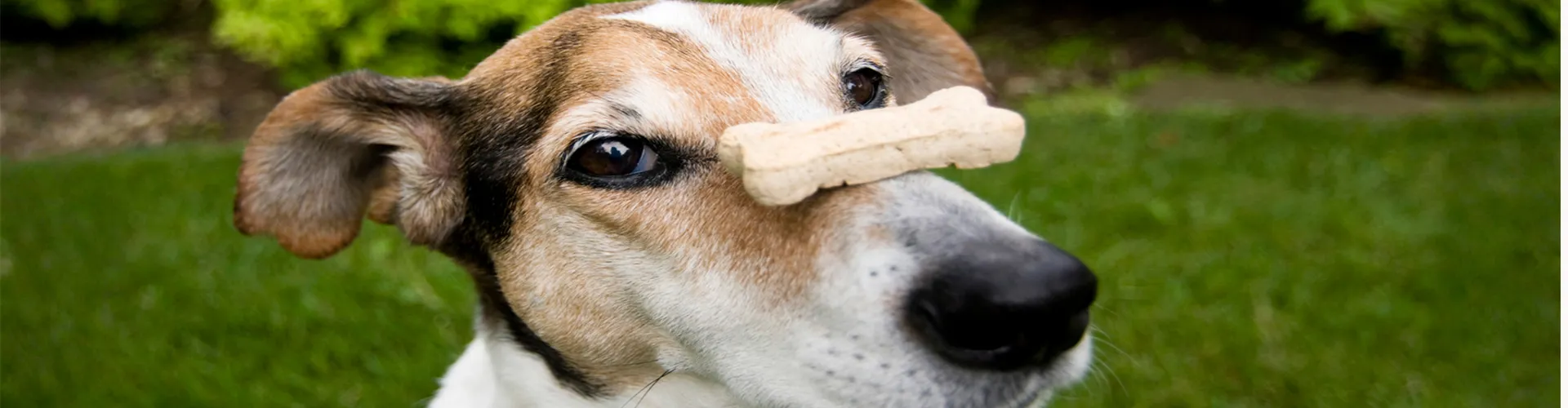 dog with treat on nose