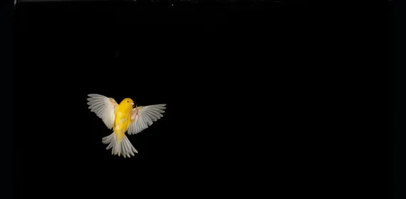 Management Engagement: The Canary in the Coalmine Thumb