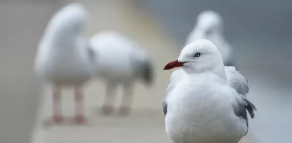 Gullture