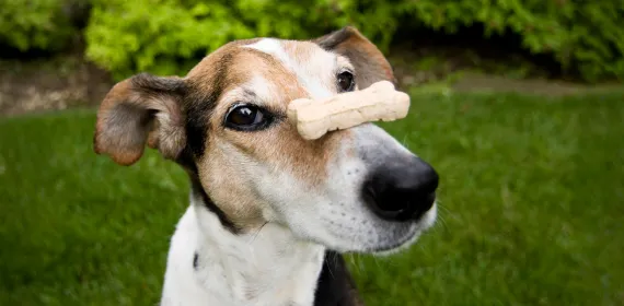 dog with treat on nose