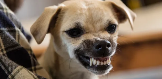 snarling dog
