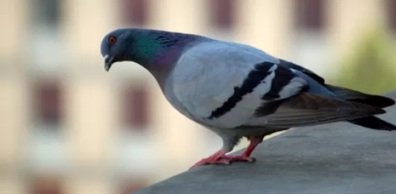 Pigeon on balcony
