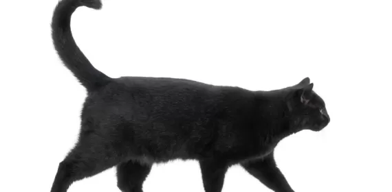 Side view of a black cat walking