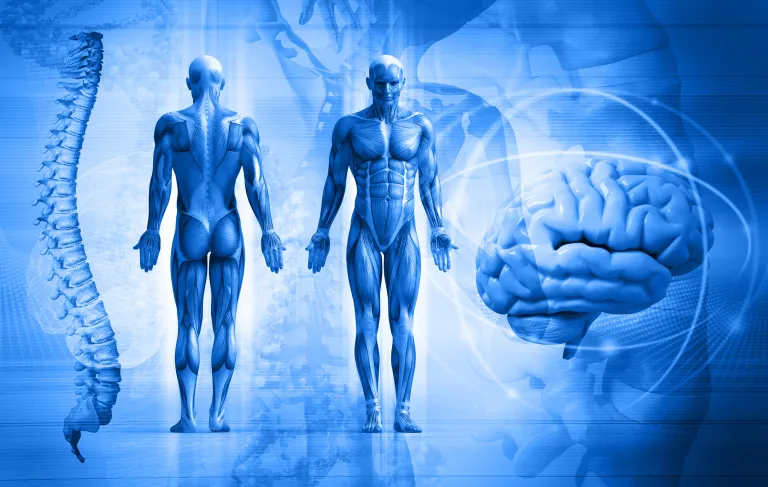 human body