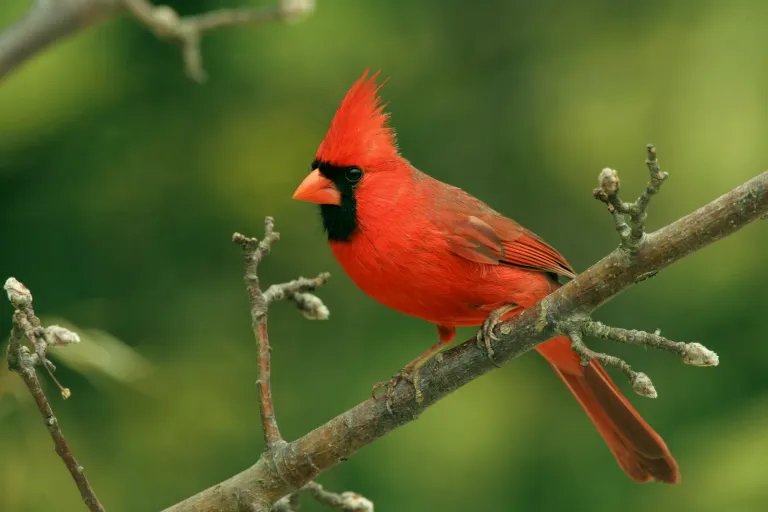 cardinal on a limb
