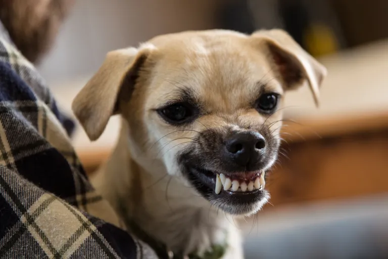snarling dog